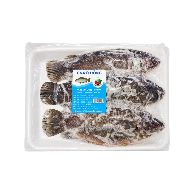 CLIMBING PERCH (Koi) 500g