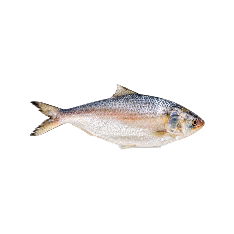 Hilsha Whole (1000-1200g)